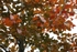 Red Leaves