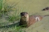 Otter