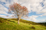 3691 Rowan Tree on Corndon Hill