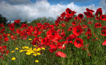 Large Poppyies with Sky