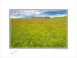 2019-505C Field of gold Downhill Castle