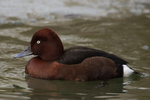 Ferruginous Duck (male)