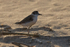White-fronted Plover sand-blasted on the beach!