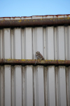 Little Owl in Somerset Farm yard