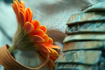 Flowers Set 07 - 28
