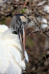 Wood Stork preening, Wakodahatchee Wetlands, Florida