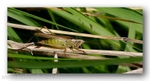 5047 Cricket