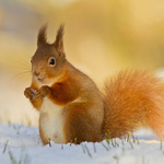 sno sqrl
