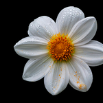 Dahlia