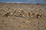 Snow Buntings