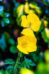 California poppy-231