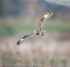 Short-eared Owl (Asio flammeus) with cobwebs