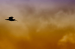 Curlew