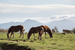 Monte Pollino walk