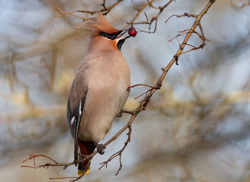 Waxwing - Hassop - Derbyshire