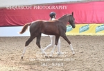JAC_5763