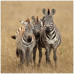 Zebra Family Portrait