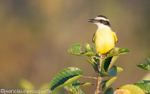 Great kiskadee