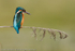 Kingfisher (Alcedo atthis)