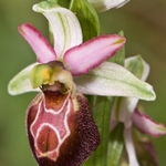 Ophrys  x arachnitiformis (also O. exaltata subsp arachnitiformis)