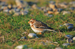 Snow Bunting