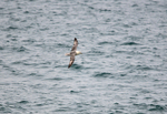 Fulmar