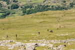 Duddon Short-58
