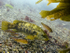 Ballan Wrasse