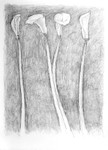 Four Lilies Standing 20in x30in