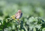 Corn Bunting