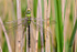 Male Emperor