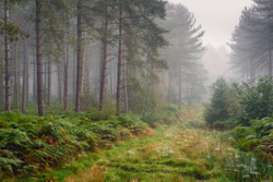 Cobweb stepping stones