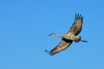 Sandhill Crane (immature) in flight, Bosque del Apache, New Mexico