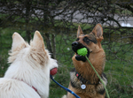 Tess & Noska