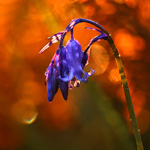 Derrymore Bluebells