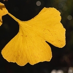 Autumn colour with Ginko (Ginkgo biloba) 