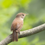 HOUSE WREN, 2018- PORT RYERSE