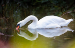 37 of 52: Swan, Northwich