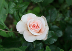 Rose  -  Peace