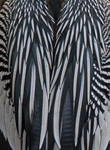 Anhinga Feathers