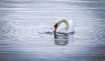 SWAN 2 LOCH ETIVESCOTLAND 2-