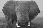 _84Y0862 Amboseli