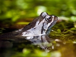 Common Frog (05)