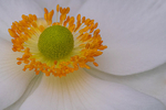 In the world of Flowers
