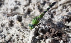 AnimalsCreatures 203