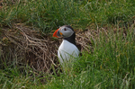 Puffin