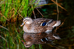 Mallard Duck - DSC_7685
