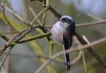 Long-tailed Tit