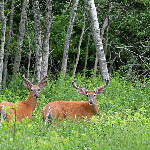 A pair of white-tailed bucks patrol the edge of an overgrown field.