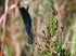 Beautiful Demoiselle